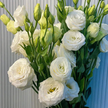 💖🌷Experience the Beauty of Eustoma in Your Own Garden 💐