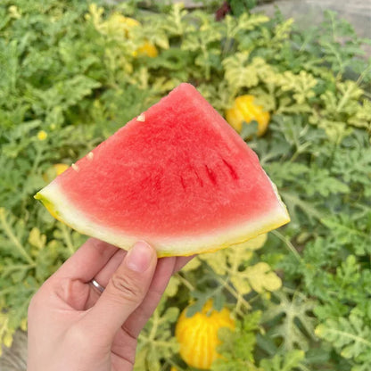🍉🍹Golden Red Watermelon Seeds