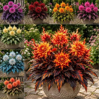 🤗🌸 Variegated Dahlia Bulbs 🌿💥 Stunning Multi-Color Blooms, Easy to Grow