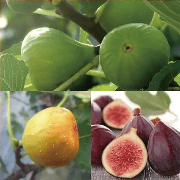 🏆65K+ SOLD!🌿Fig Seeds– Easy To Grow On Your Patio And Balcony At Home