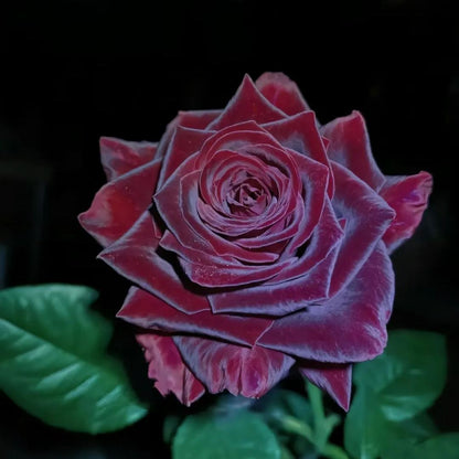🌺Black Baccara Rose-The Rose That Looks Almost Black