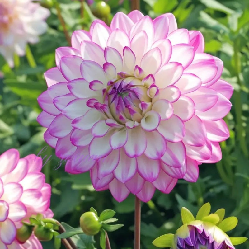 🌺 Rare Double Dahlias 🌿 Bold, Lush Blooms You Won’t Find in Ordinary Gardens