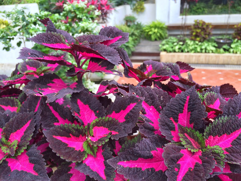 🔥20% Off: Fill Your Garden with the Vibrant ‘China Rose’ Coleus