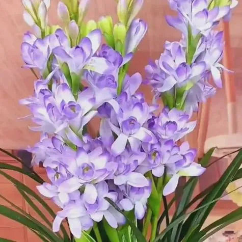 💖 Double Fragrant Tuberose 🌸🌙 A Garden Favorite for Romantic Evenings