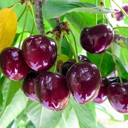 𝜗𝜚🍒ᝰ.ᐟStar your garden with premium Chilean Cherry Seeds for healthy growth and consistent yields 🌿