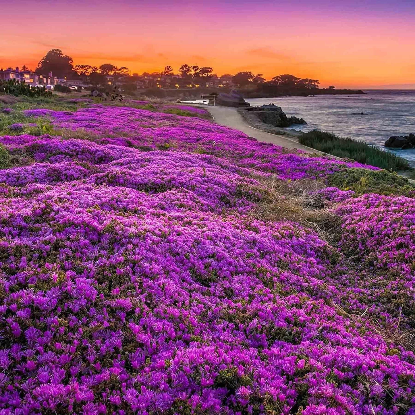 ✨ The Magical Fairy Garden of Your Dreams✨Creeping Thyme Seeds
