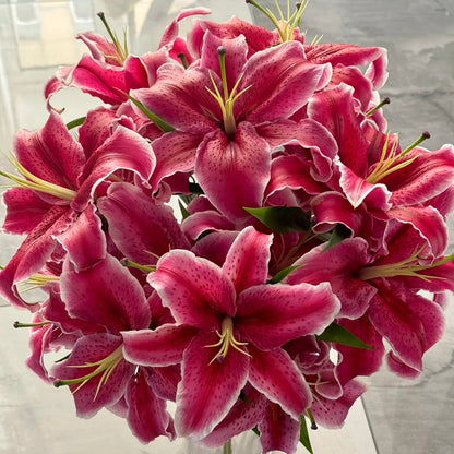 🌸Unique Lily Seeds Mix | A Collector’s Choice for Garden Lovers