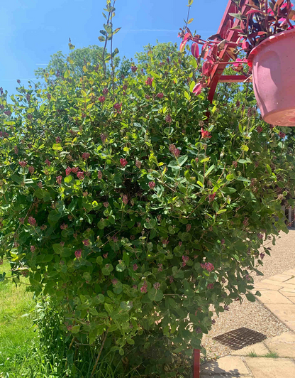 🐝Mixed Color Honeysuckle Seeds | Perennial Climbing Flower, Easy to Grow, Fragrant