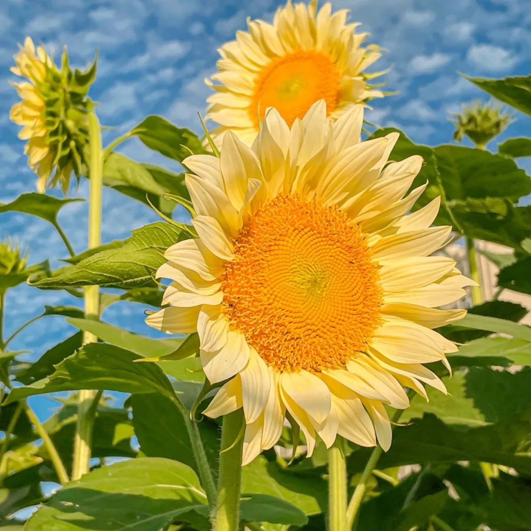 🌻 Colorful Sunflower Seeds Mix ✨ Grow a Bright, Vibrant Garden with Ease
