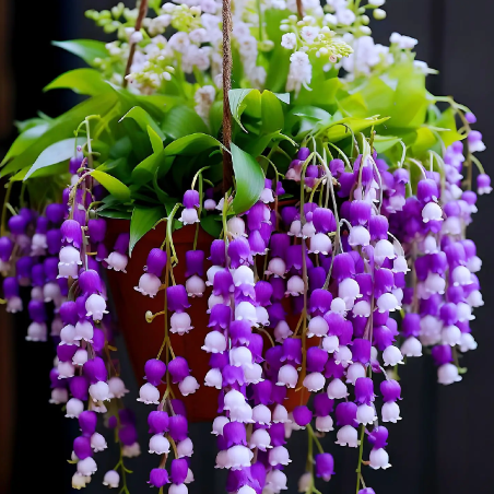 💐Lily of the Valley—Happiness Arrives