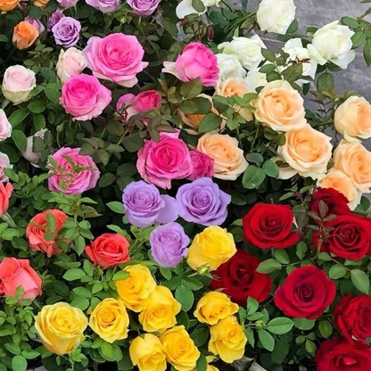 💐Mixed Color Rose Combination Seeds