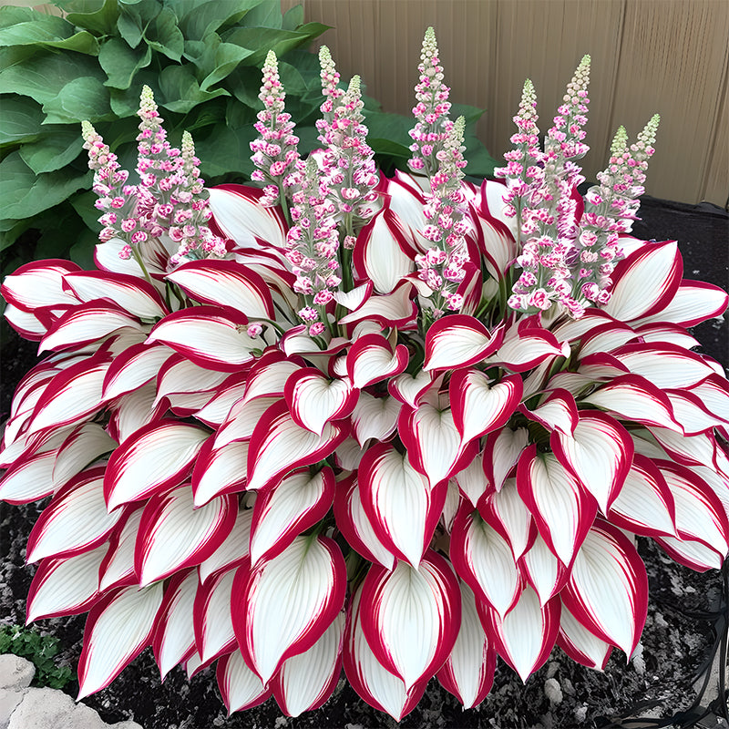 🌿Rare Premium Hosta Bulbs– Easy to grow🌸Transform Your Garden!