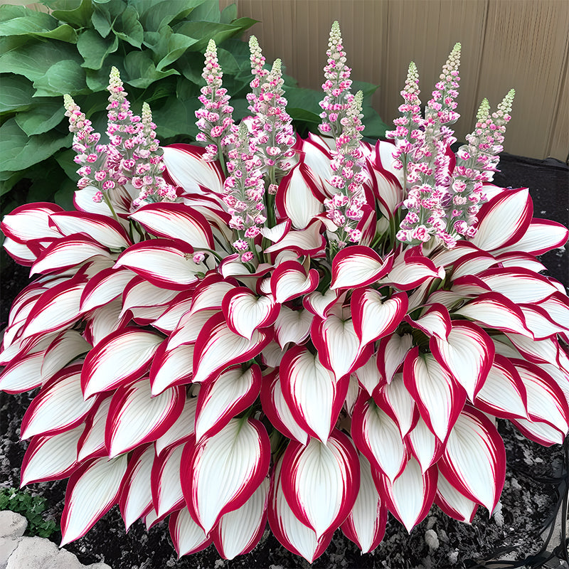 🌿Rare Premium Hosta Bulbs– Easy to grow🌸Transform Your Garden!
