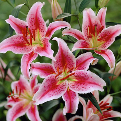 Easy to grow 🌸 Rare color lily seeds 🌸