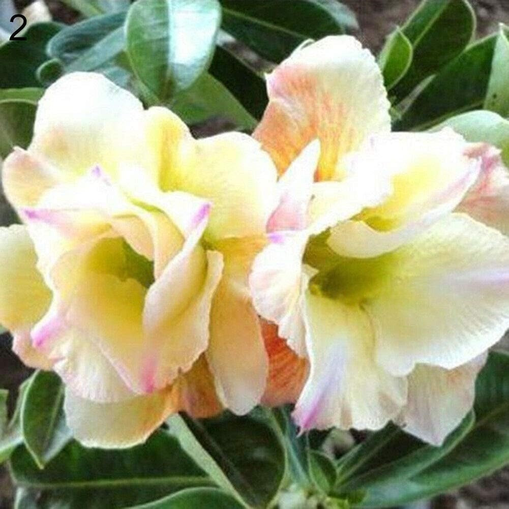 🌵 Desert Rose Bulbs - An Exotic Gem for Your Garden🌸