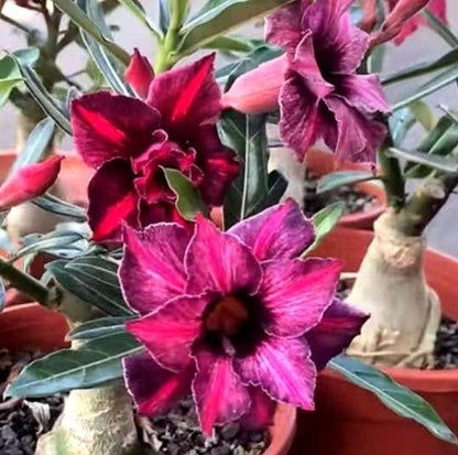 🌵 Desert Rose Bulbs - An Exotic Gem for Your Garden🌸