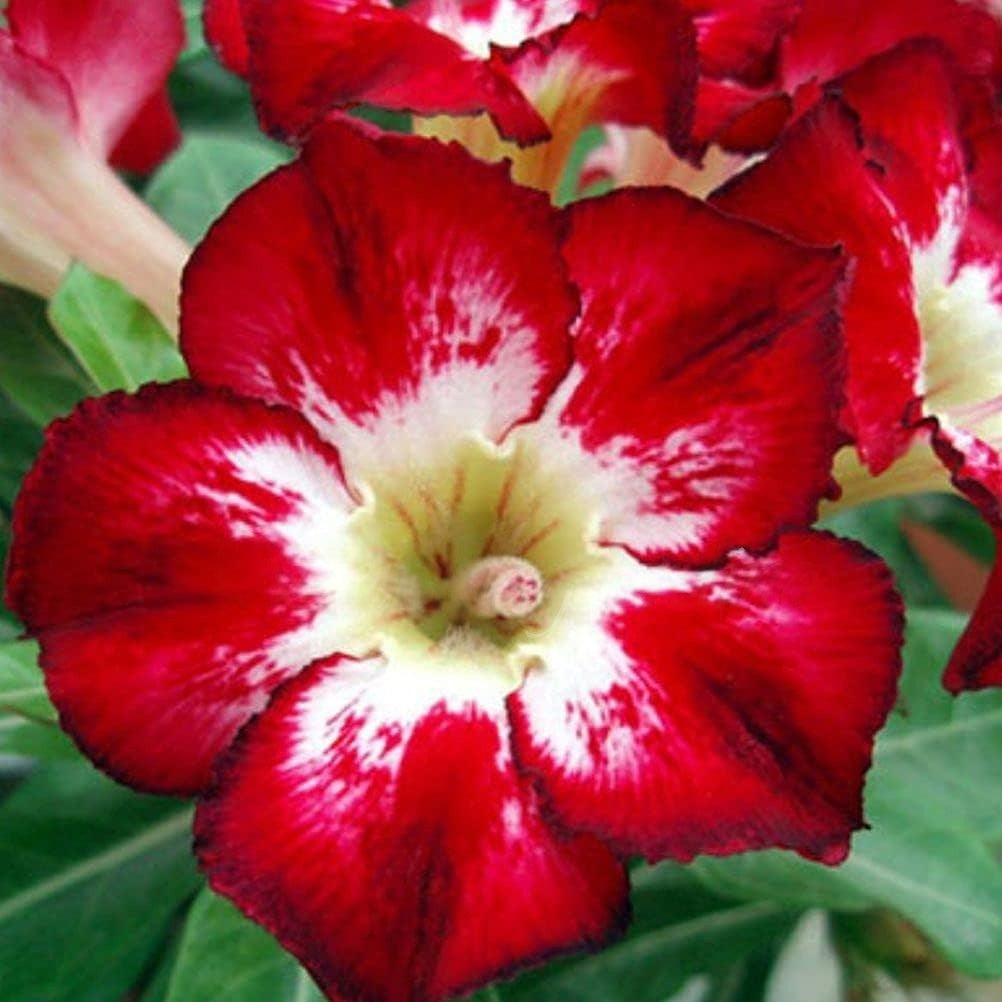 🌵 Desert Rose Bulbs - An Exotic Gem for Your Garden🌸