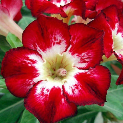 🌵 Desert Rose Bulbs - An Exotic Gem for Your Garden🌸