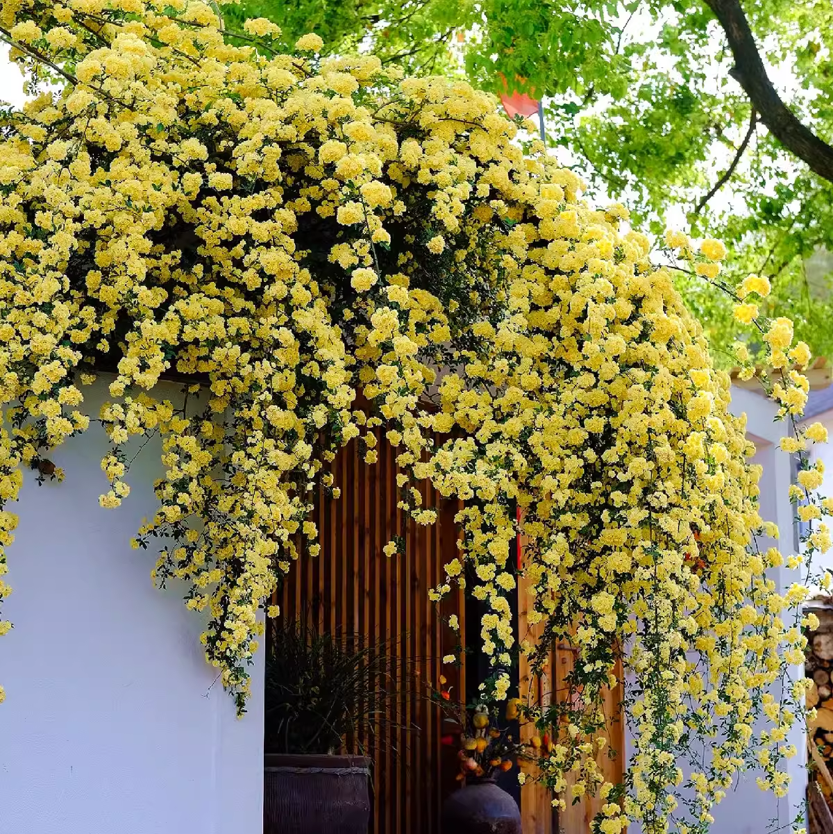 🏠💛 Yellow Banksia Rose 🌿 Create Stunning Flower Walls — Easy to Grow Anywhere 🌼