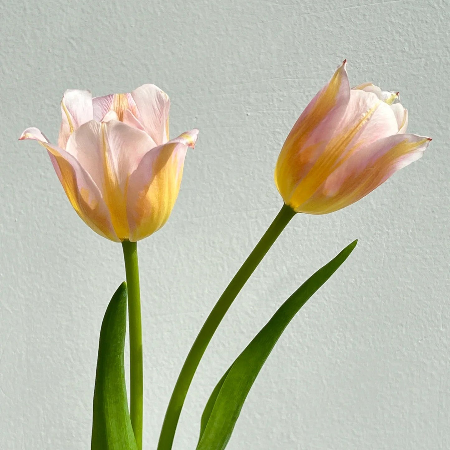 💥Spring NEW🌷Tulips "first love"seeds