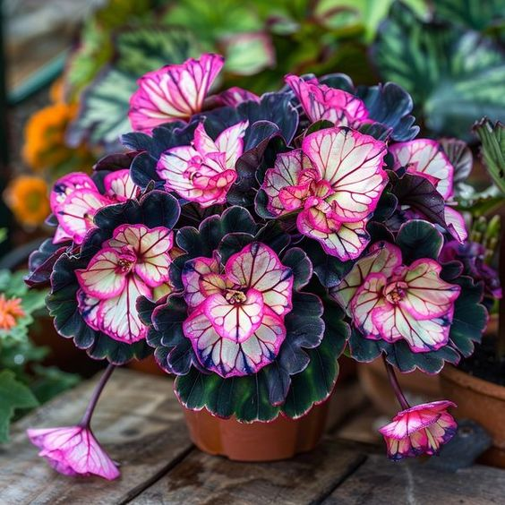 Painted Begonia 🫧☘️Pot Plant, Interior Design, Low Maintenance🍃🌺