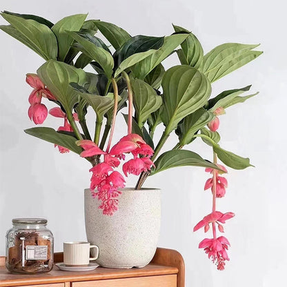 🌸Medinilla Magnifica Flower Seeds🪴
