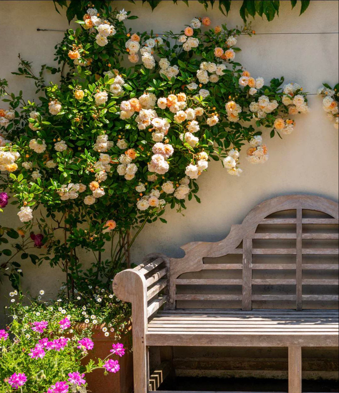 🌈Rare Climbing Roses 🌹Vigorous & Fragrant✨The Ultimate Garden Upgrade