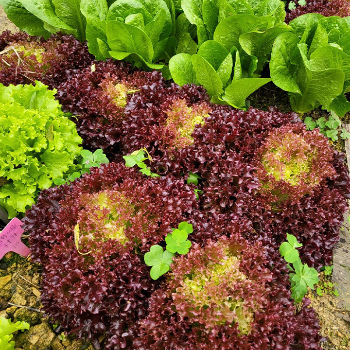 Organic Lettuce Seeds