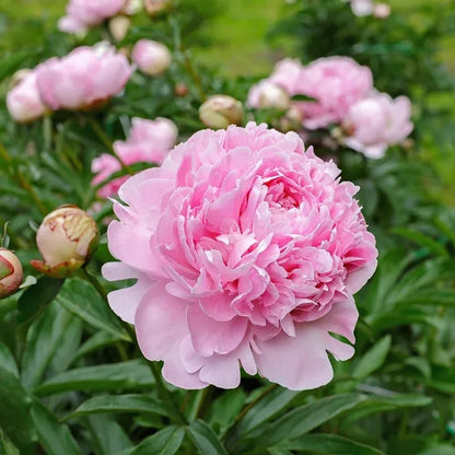 🌺🌺🌺 Bring the “Queen of Flowers” to Your Backyard