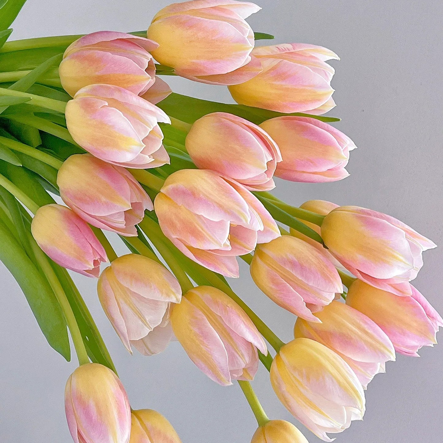 💥Spring NEW🌷Tulips "first love"seeds