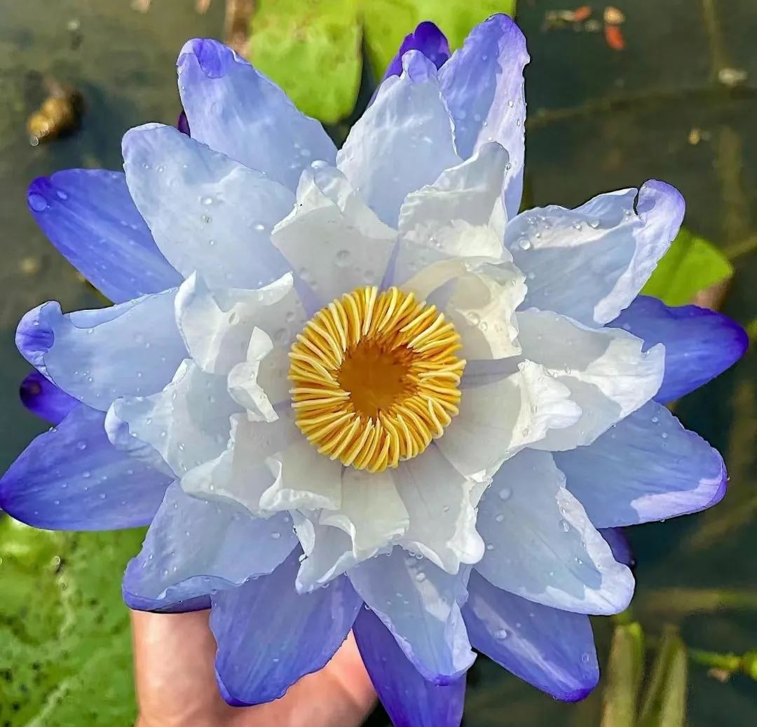 Blue