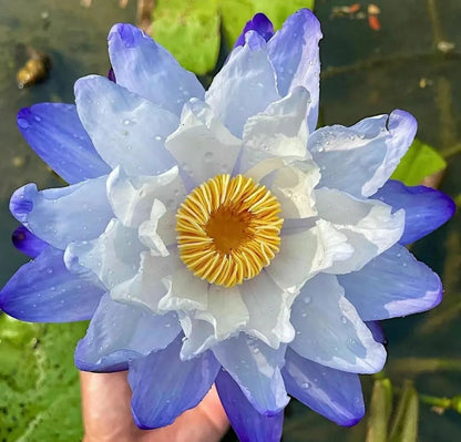 🌈🌹Australian Giant Lotus Seeds