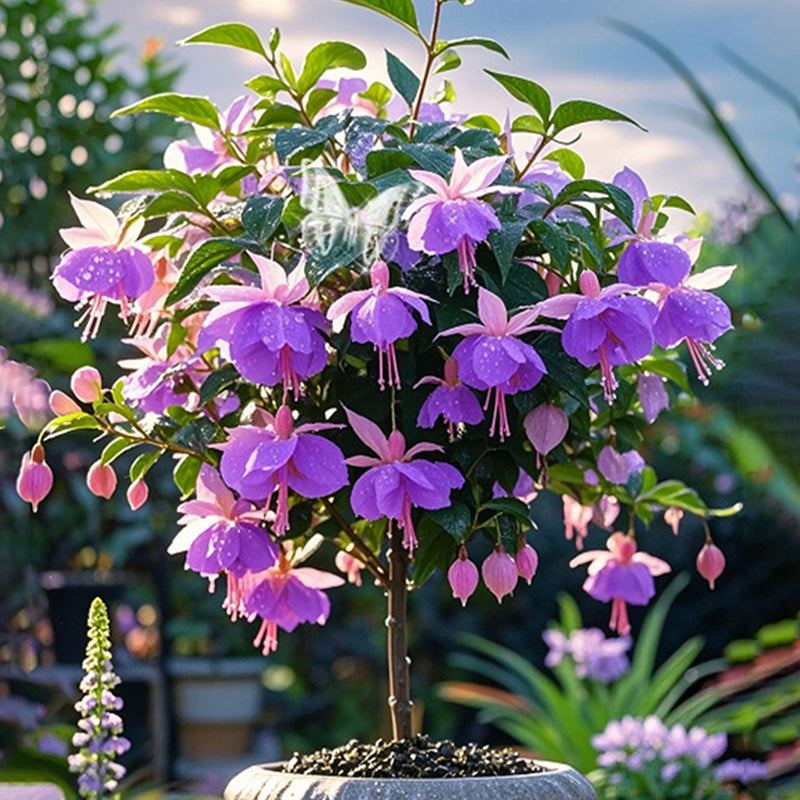 🌸 Double Fuchsia Plants – Elegant Cascading Blooms for Shade Gardens