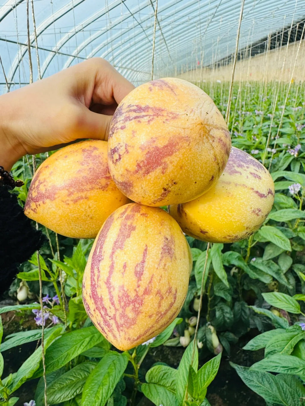 New offers🔥Ginseng Berry Seeds