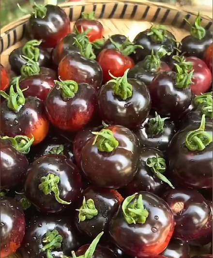 🍅Black Pearl Tomato Seeds