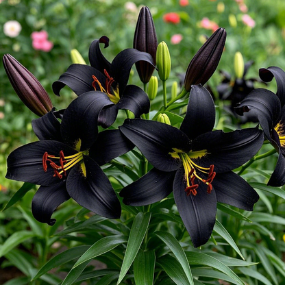 🌸Lily Bulbs Rare Colors Limited Edition