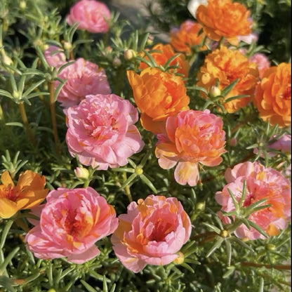 🐝 With the Most Hardy Flowers, create the freest DIY🌼 Double-Flower Moss Roses