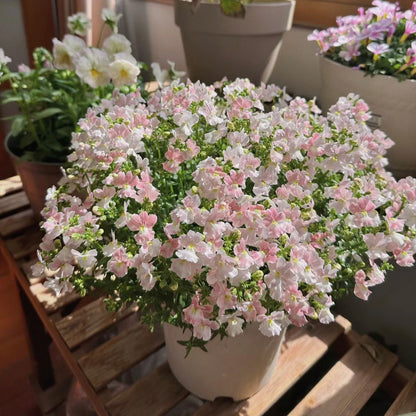 Nemesia ‘Sincere Love’❤️ – Easy-to-Grow, Fragrant Blooms Perfect for Borders, Pots & Pollinator Gardens🔥🔥