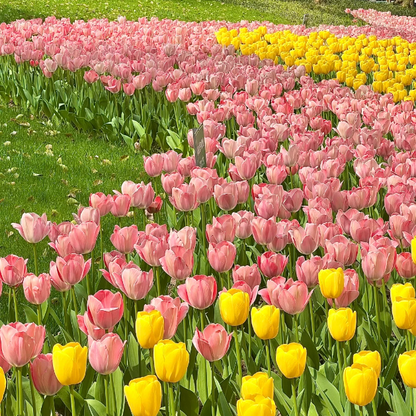 🌷‎⋆. ݁Create a Garden Full of Elegant Tulips