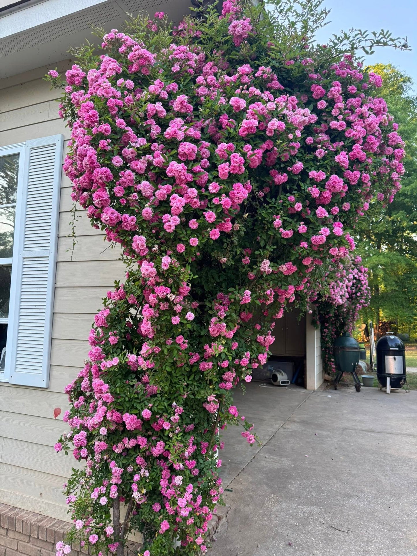 🌈Rare Climbing Roses 🌹Vigorous & Fragrant✨The Ultimate Garden Upgrade
