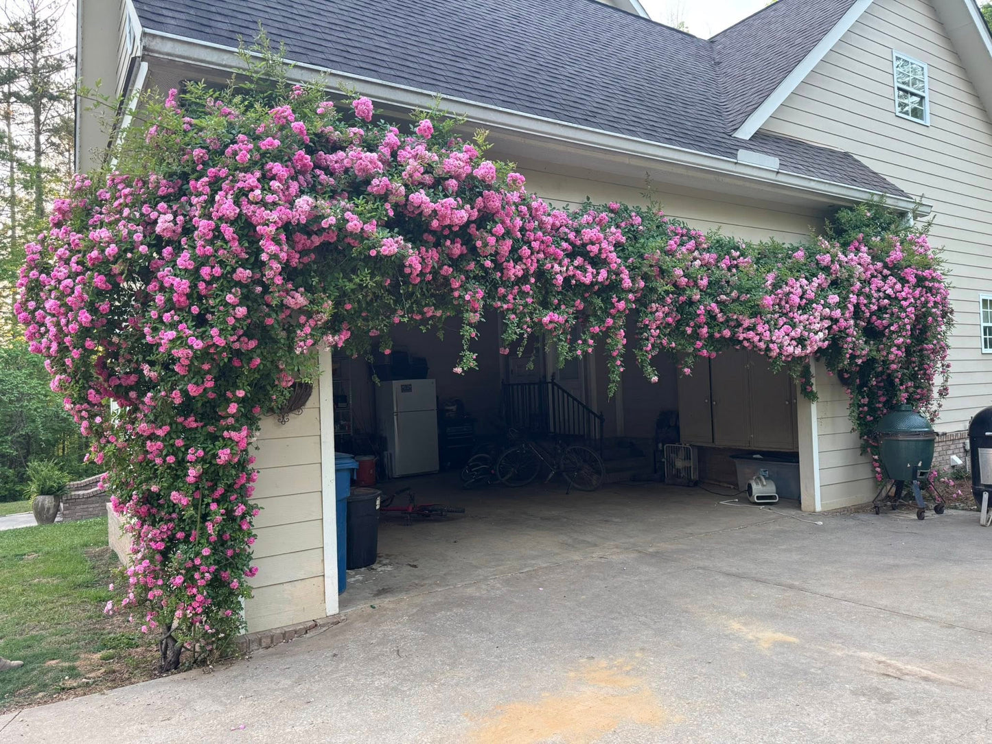 🌈Rare Climbing Roses 🌹Vigorous & Fragrant✨The Ultimate Garden Upgrade