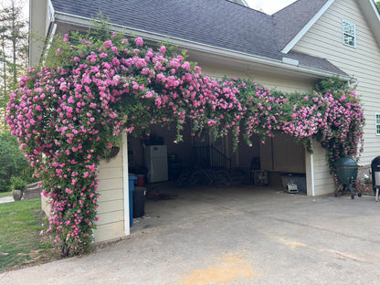🌈Rare Climbing Roses 🌹Vigorous & Fragrant✨The Ultimate Garden Upgrade