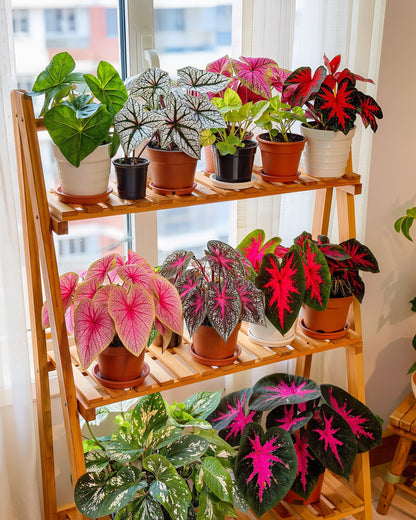 🌺Caladium Bulbs: The Easiest Way to Add Bold Color to Shady Spots