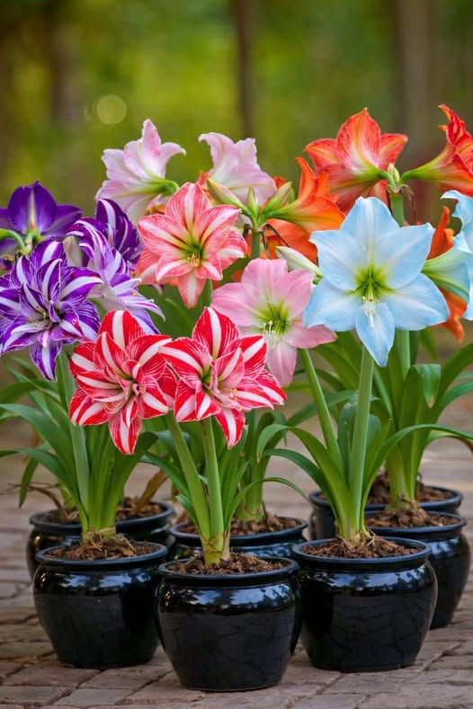 ꙳⋆🦋Giant Double-Flowered Amaryllis(Hippeastrum)  Bulbs –🌺 The flowers are brilliant and long-lasting.