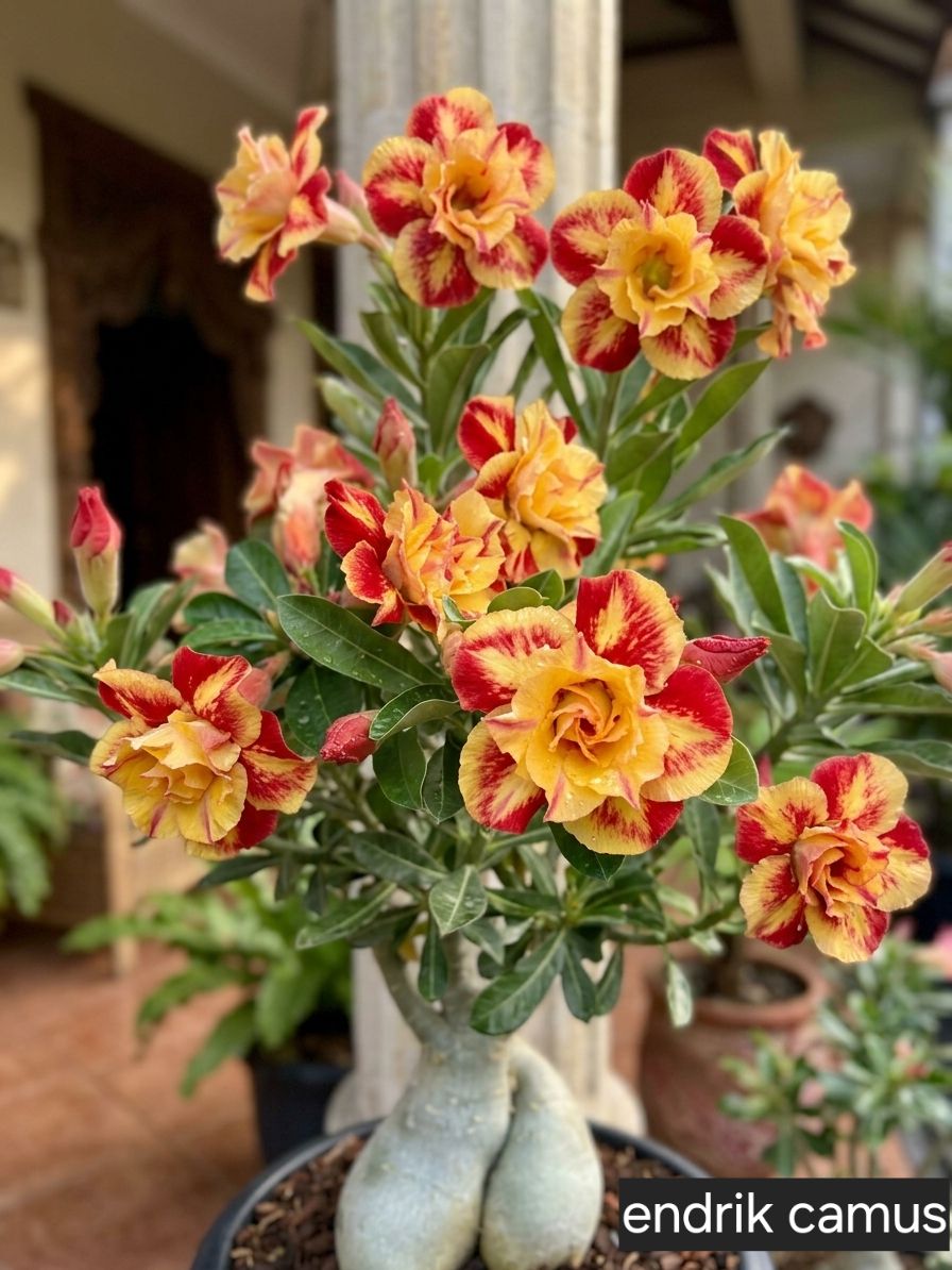 🌸Adenium Desert Rose -No green thumb needed! 🌵 Rare Adenium Obesum Bulbs🌹