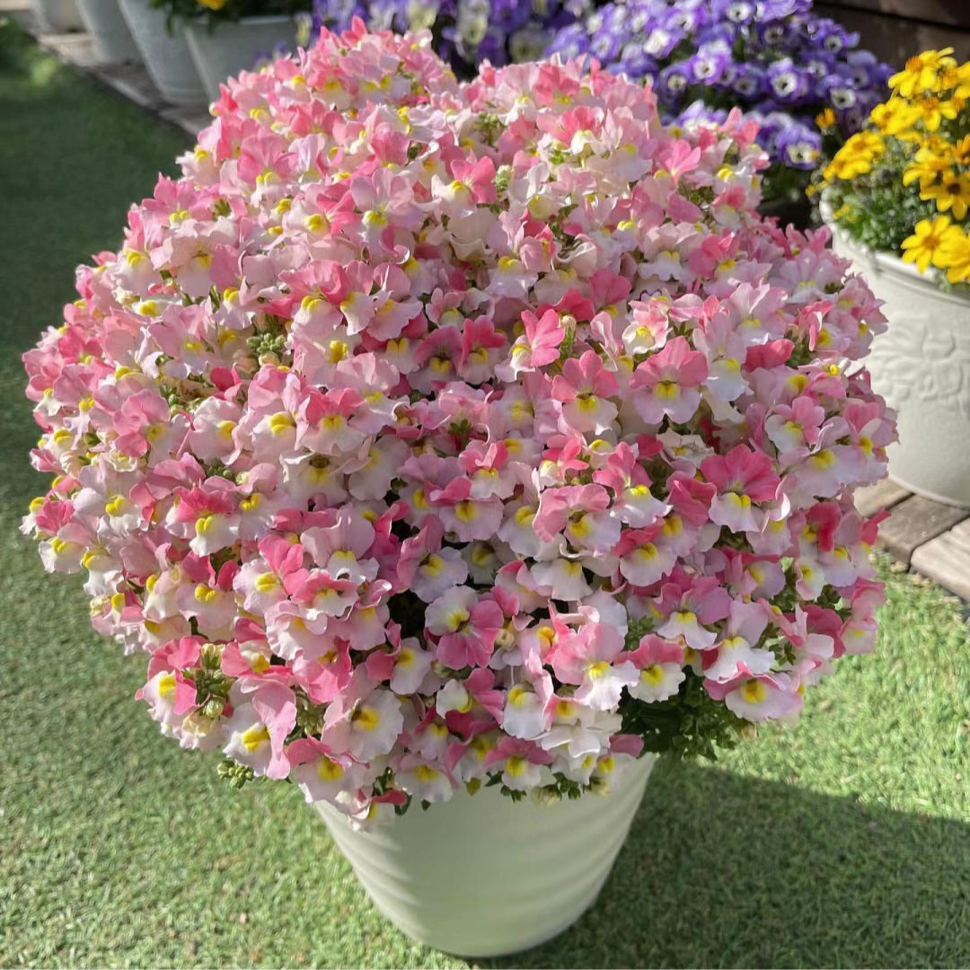 Nemesia ‘Sincere Love’❤️ – Easy-to-Grow, Fragrant Blooms Perfect for Borders, Pots & Pollinator Gardens🔥🔥