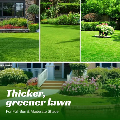 🌿🌿Four Seasons Evergreen Dwarf Grass Seeds – Your Lawn’s New Best Friend☀️