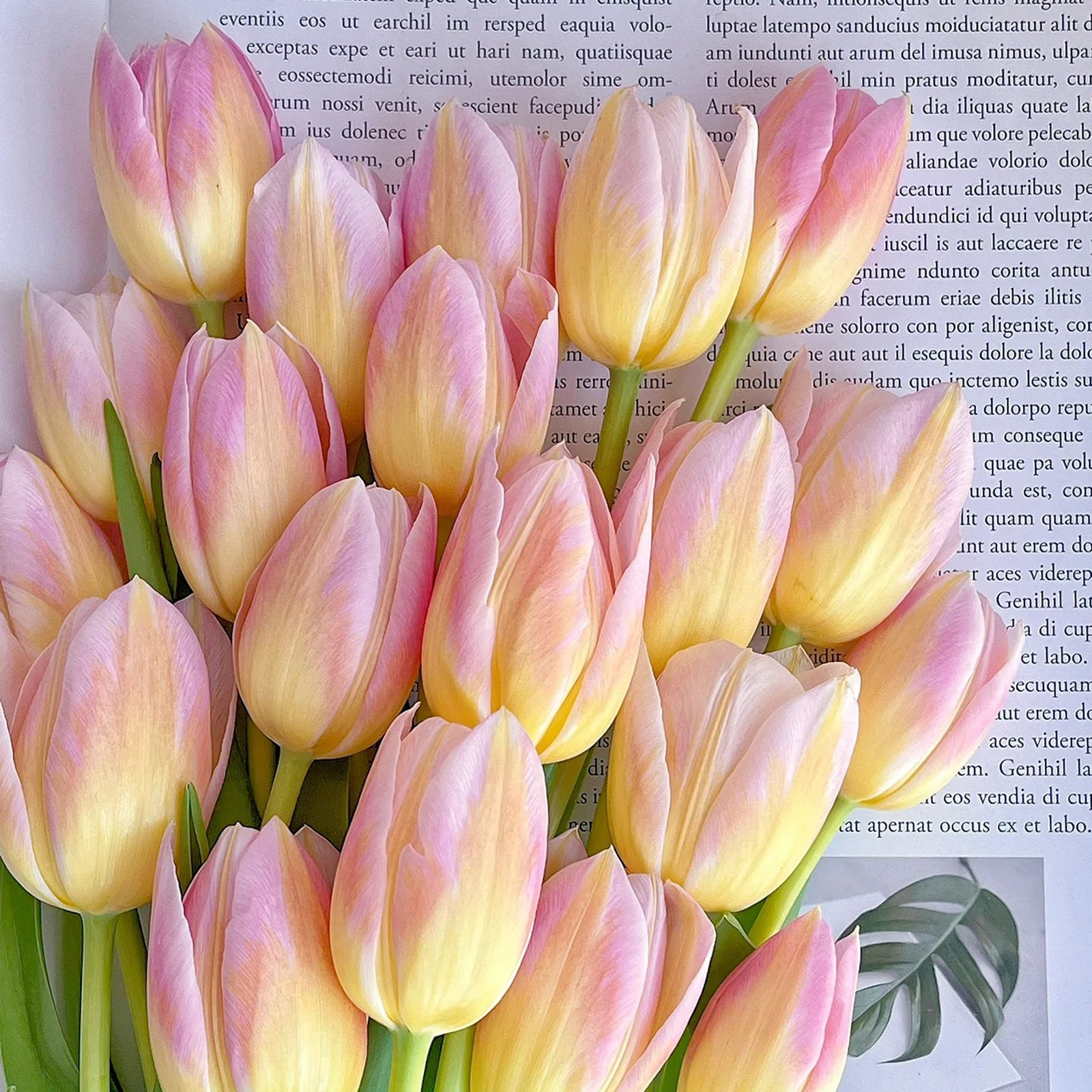 Normal Tulip