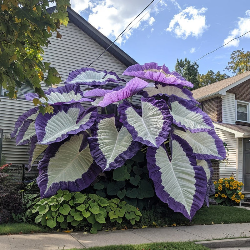 🌈 Turn Any Garden Into a Tropical Masterpiece