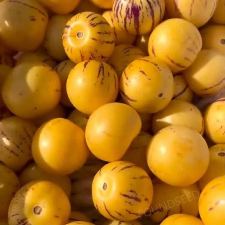 🍐🍐Pepino Melon Seeds